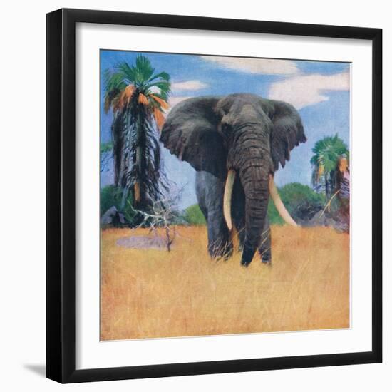 African Elephant in His Native Haunts-Wilhelm Kuhnert-Framed Giclee Print