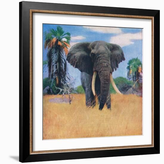 African Elephant in His Native Haunts-Wilhelm Kuhnert-Framed Giclee Print