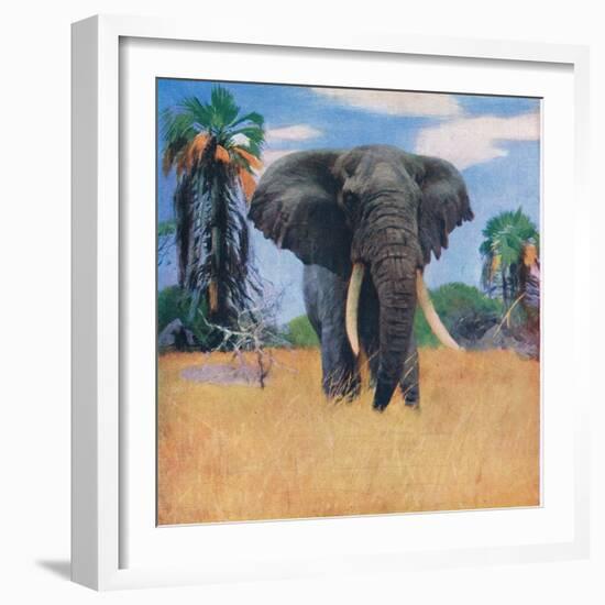 African Elephant in His Native Haunts-Wilhelm Kuhnert-Framed Giclee Print