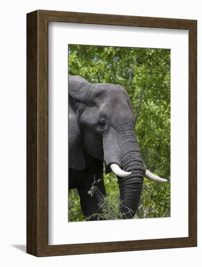 African Elephant, Khwai Concession Area, Okavango Delta, Botswana-Sergio Pitamitz-Framed Photographic Print