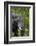 African Elephant, Khwai Concession Area, Okavango Delta, Botswana-Sergio Pitamitz-Framed Photographic Print