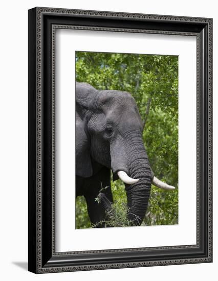 African Elephant, Khwai Concession Area, Okavango Delta, Botswana-Sergio Pitamitz-Framed Photographic Print