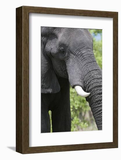 African Elephant, Khwai Concession Area, Okavango Delta, Botswana-Sergio Pitamitz-Framed Photographic Print