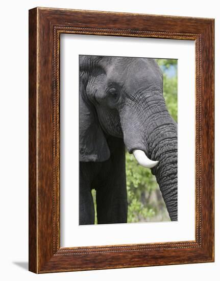 African Elephant, Khwai Concession Area, Okavango Delta, Botswana-Sergio Pitamitz-Framed Photographic Print