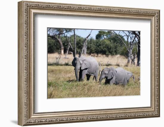 African Elephant, Khwai Concession, Okavango Delta, Botswana-Sergio Pitamitz-Framed Photographic Print