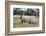 African Elephant, Khwai Concession, Okavango Delta, Botswana-Sergio Pitamitz-Framed Photographic Print