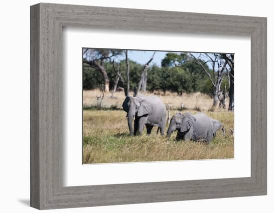 African Elephant, Khwai Concession, Okavango Delta, Botswana-Sergio Pitamitz-Framed Photographic Print
