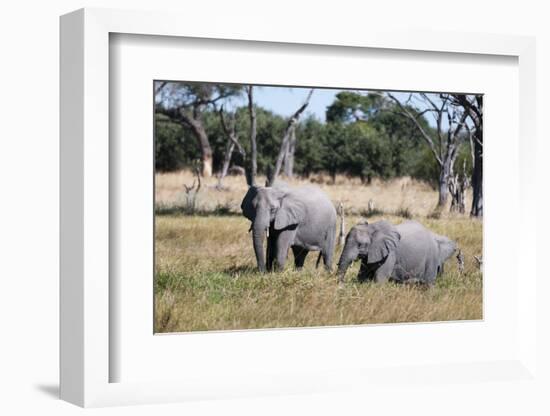 African Elephant, Khwai Concession, Okavango Delta, Botswana-Sergio Pitamitz-Framed Photographic Print