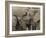 African Elephant (Loxodonta Africana), Addo Elephant National Park, South Africa, Africa-Ann & Steve Toon-Framed Photographic Print