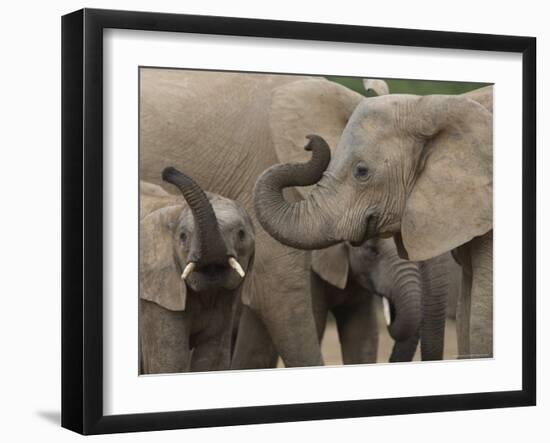 African Elephant (Loxodonta Africana), Addo Elephant National Park, South Africa, Africa-Ann & Steve Toon-Framed Photographic Print
