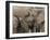 African Elephant (Loxodonta Africana), Addo Elephant National Park, South Africa, Africa-Ann & Steve Toon-Framed Photographic Print