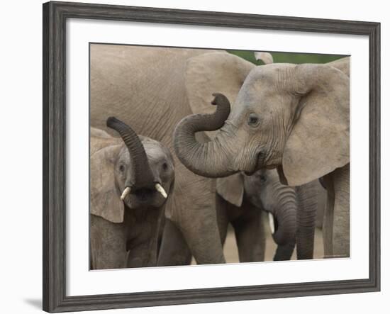 African Elephant (Loxodonta Africana), Addo Elephant National Park, South Africa, Africa-Ann & Steve Toon-Framed Photographic Print