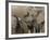 African Elephant (Loxodonta Africana), Addo Elephant National Park, South Africa, Africa-Ann & Steve Toon-Framed Photographic Print