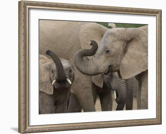 African Elephant (Loxodonta Africana), Addo Elephant National Park, South Africa, Africa-Ann & Steve Toon-Framed Photographic Print