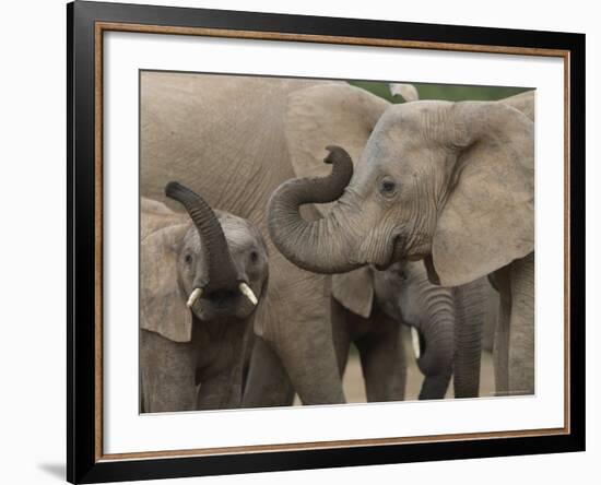 African Elephant (Loxodonta Africana), Addo Elephant National Park, South Africa, Africa-Ann & Steve Toon-Framed Photographic Print