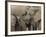 African Elephant (Loxodonta Africana), Addo Elephant National Park, South Africa, Africa-Ann & Steve Toon-Framed Photographic Print