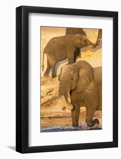 African elephant (Loxodonta africana) at dust bath, Chobe National Park, Botswana, Africa-Ann and Steve Toon-Framed Photographic Print