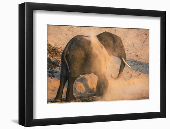 African elephant (Loxodonta africana) at dust bath, Chobe National Park, Botswana, Africa-Ann and Steve Toon-Framed Photographic Print