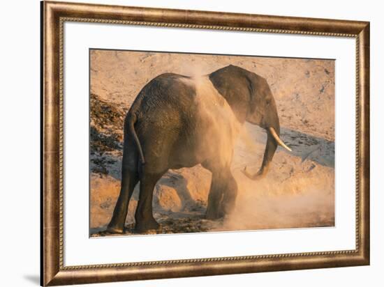 African elephant (Loxodonta africana) at dust bath, Chobe National Park, Botswana, Africa-Ann and Steve Toon-Framed Photographic Print