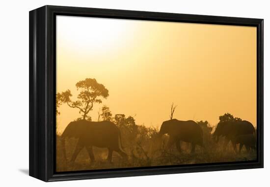 African elephant (Loxodonta Africana) at sunset, Kruger National Park, South Africa, Africa-Christian Kober-Framed Premier Image Canvas