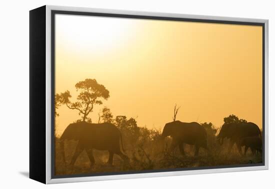 African elephant (Loxodonta Africana) at sunset, Kruger National Park, South Africa, Africa-Christian Kober-Framed Premier Image Canvas