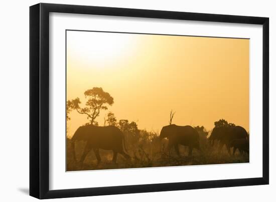 African elephant (Loxodonta Africana) at sunset, Kruger National Park, South Africa, Africa-Christian Kober-Framed Photographic Print