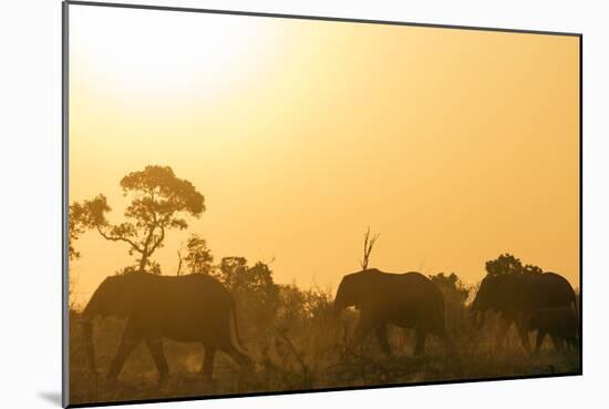 African elephant (Loxodonta Africana) at sunset, Kruger National Park, South Africa, Africa-Christian Kober-Mounted Photographic Print