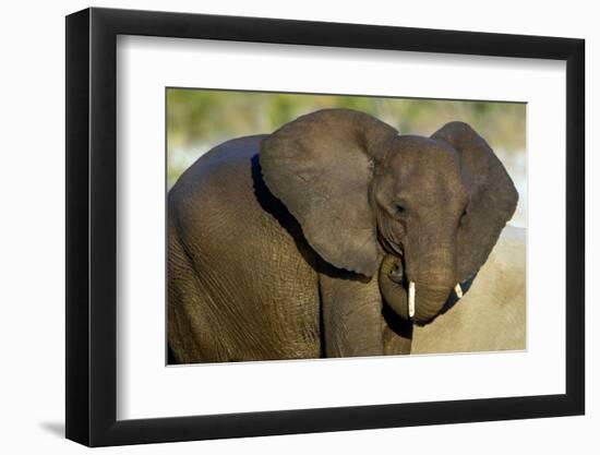 African Elephant (Loxodonta africana) at waterhole, Etosha National Park, Namibia-null-Framed Photographic Print