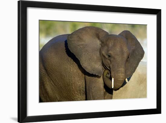 African Elephant (Loxodonta africana) at waterhole, Etosha National Park, Namibia-null-Framed Photographic Print