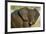 African Elephant (Loxodonta africana) at waterhole, Etosha National Park, Namibia-null-Framed Photographic Print