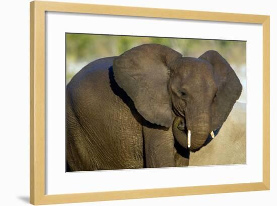 African Elephant (Loxodonta africana) at waterhole, Etosha National Park, Namibia-null-Framed Photographic Print