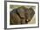 African Elephant (Loxodonta africana) at waterhole, Etosha National Park, Namibia-null-Framed Photographic Print