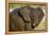 African Elephant (Loxodonta africana) at waterhole, Etosha National Park, Namibia-null-Framed Premier Image Canvas