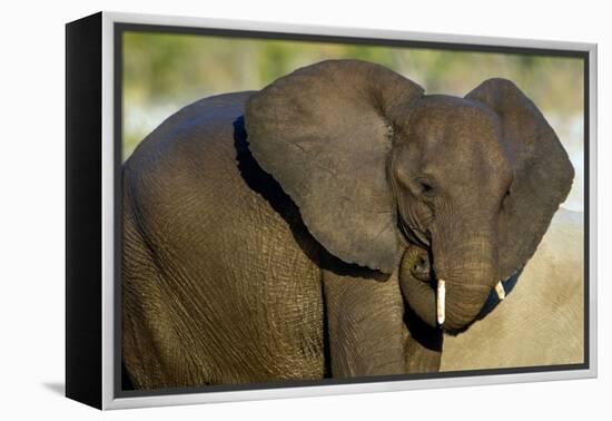 African Elephant (Loxodonta africana) at waterhole, Etosha National Park, Namibia-null-Framed Premier Image Canvas