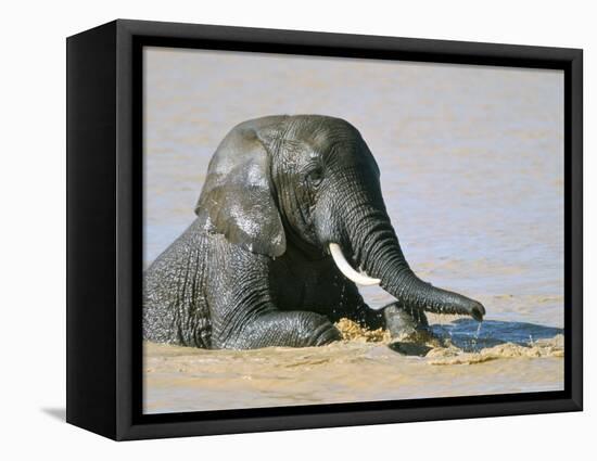 African Elephant (Loxodonta Africana) Bathing, Addo National Park, South Africa, Africa-Steve & Ann Toon-Framed Premier Image Canvas