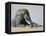 African Elephant (Loxodonta Africana) Bathing, Addo National Park, South Africa, Africa-Steve & Ann Toon-Framed Premier Image Canvas