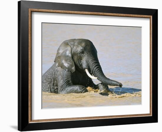 African Elephant (Loxodonta Africana) Bathing, Addo National Park, South Africa, Africa-Steve & Ann Toon-Framed Photographic Print