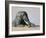 African Elephant (Loxodonta Africana) Bathing, Addo National Park, South Africa, Africa-Steve & Ann Toon-Framed Photographic Print