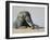 African Elephant (Loxodonta Africana) Bathing, Addo National Park, South Africa, Africa-Steve & Ann Toon-Framed Photographic Print