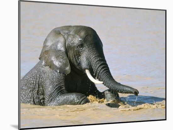 African Elephant (Loxodonta Africana) Bathing, Addo National Park, South Africa, Africa-Steve & Ann Toon-Mounted Photographic Print