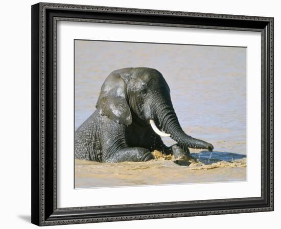 African Elephant (Loxodonta Africana) Bathing, Addo National Park, South Africa, Africa-Steve & Ann Toon-Framed Photographic Print