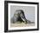 African Elephant (Loxodonta Africana) Bathing, Addo National Park, South Africa, Africa-Steve & Ann Toon-Framed Photographic Print