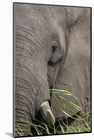 African elephant (Loxodonta africana) bull close up eating, Chobe river, Botswana, Africa-Ann and Steve Toon-Mounted Photographic Print