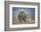 African Elephant (Loxodonta Africana) Bull Dust-Bathing, Chyulu Hills, Kenya-Wim van den Heever-Framed Photographic Print