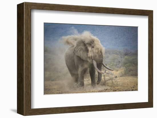 African Elephant (Loxodonta Africana) Bull Dust-Bathing, Chyulu Hills, Kenya-Wim van den Heever-Framed Photographic Print