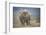 African Elephant (Loxodonta Africana) Bull Dust-Bathing, Chyulu Hills, Kenya-Wim van den Heever-Framed Photographic Print