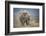 African Elephant (Loxodonta Africana) Bull Dust-Bathing, Chyulu Hills, Kenya-Wim van den Heever-Framed Photographic Print