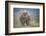 African Elephant (Loxodonta Africana) Bull Dust-Bathing, Chyulu Hills, Kenya-Wim van den Heever-Framed Photographic Print