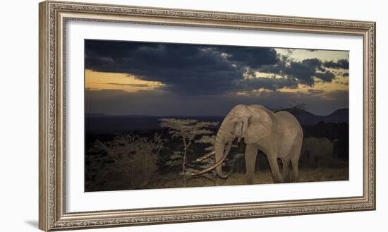 African Elephant (Loxodonta Africana) Bull 'One Ton' with Massive Tusks at Dusk-Wim van den Heever-Framed Photographic Print