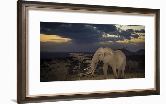 African Elephant (Loxodonta Africana) Bull 'One Ton' with Massive Tusks at Dusk-Wim van den Heever-Framed Photographic Print